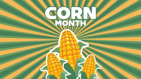 Happy corn month with delicious corn Stock Footage 327638406
