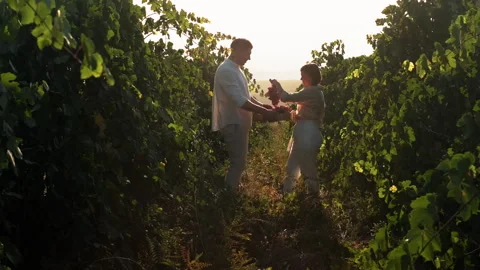 Happy couple picking ripe grape bunches from vines during wine harvest season Stock Footage 285447069