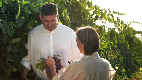 Happy couple picking ripe grape bunches Stock Footage 286290572