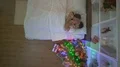 The happy couple play in the bed near the christmas tree. view from above 4k or 4k+ Resolution