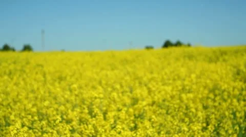 Happy couple on rape field Stock Footage 11109837