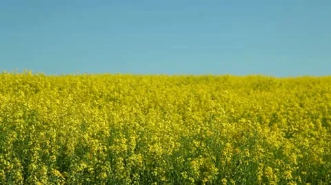 Happy couple on rape field Stock Footage 11114633