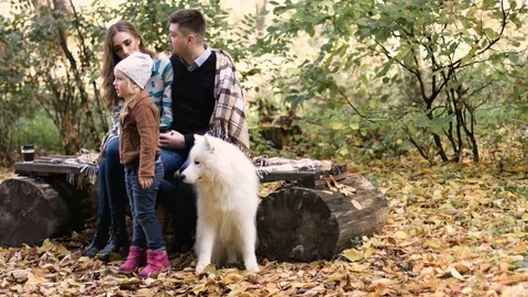 Happy couple sitting and talking with white samoyed dog in the park Stock Footage 74168167