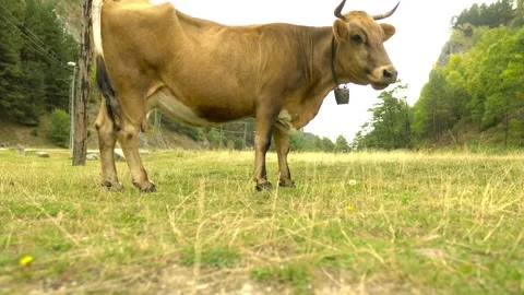 A happy cow eats grass in the mountains Stock Footage 162466953