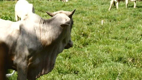Happy cow Stock Footage 126615803
