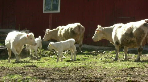 Happy cow jumping Stock Footage