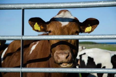 Happy cow Stock Photos
