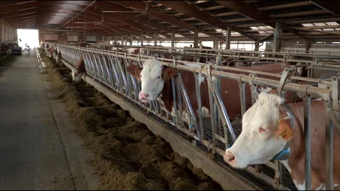 Happy Cows Eating in the Barn of an Organic Farm Stock Footage 305192573