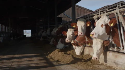 Happy cows eating their feed at an organic farm on a sunny day in Germany Stock Footage 305183489