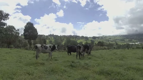 Happy cows in the field 動画素材 220374082