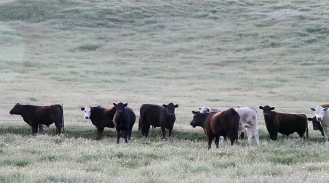 Happy Cows Stock Footage 693129