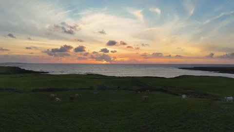 Happy Cows Grazing Stock Footage 301088612
