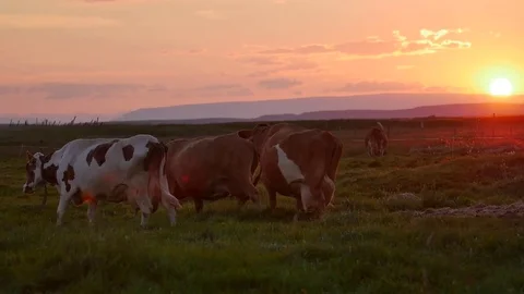 Happy cows Herd grazing in the dappled morning sunlight in a field in Iceland Video stock 82901734