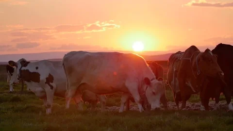 Happy cows Herd grazing in the dappled morning sunlight in a field in Iceland Stock Footage 82901846