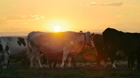 Happy cows Herd grazing in the dappled morning sunlight in a field in Iceland Stock Footage 82902019