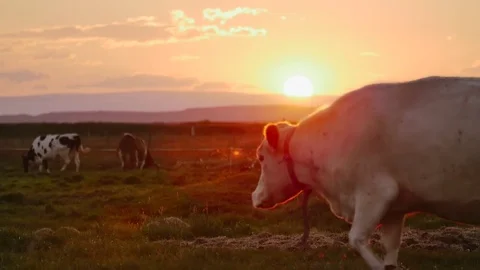 Happy cows Herd grazing in the dappled morning sunlight in a field in Iceland Stock Footage 82902120