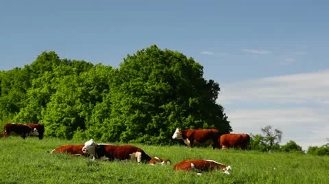 Happy Cows on the Meadow Stock Footage 11077770