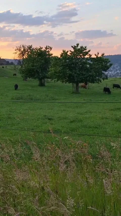 Happy cows in the meadows at sunset Video stock 336691813