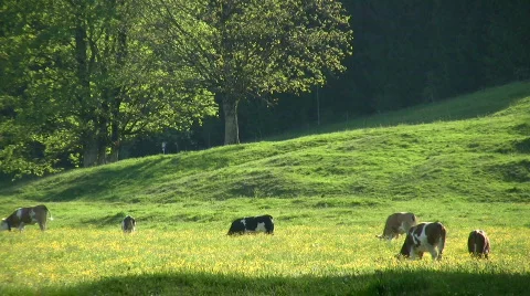 Happy Cows Pasture Видео 360242
