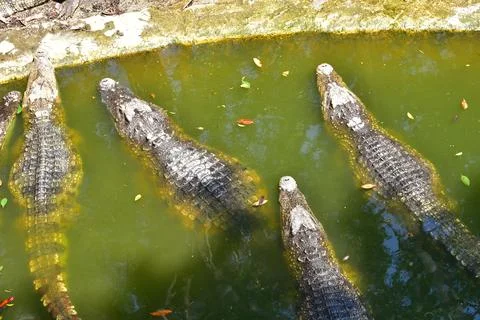 Happy crocodiles Stock Photos