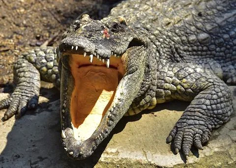 Happy Crocodiles Stock Photos