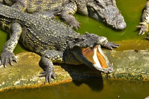 Happy Crocodiles Stock Photos
