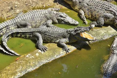 Happy Crocodiles Stock Photos
