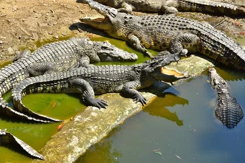 Happy Crocodiles Stock Photos