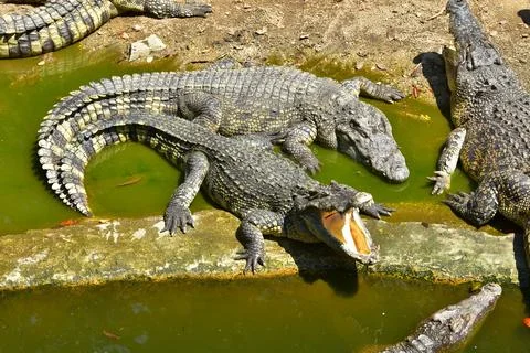 Happy Crocodiles Stock Photos