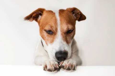 Happy, curious dog Jack Russell Terrier, isolated. Stock Photos