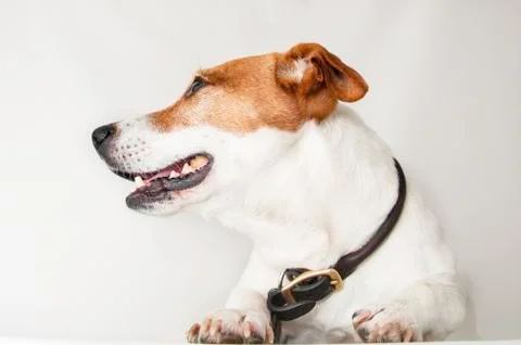 Happy, curious dog Jack Russell Terrier, isolated. Stock Photos