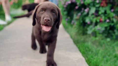 Happy curious puppy looking at camera. Cute Labrador puppy running happily Stock Footage 302653958