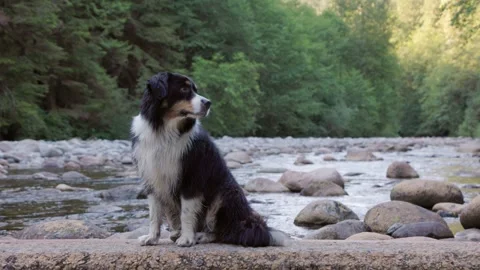 Happy cute Aussie Shepard dog near a beautiful forest river, smiling happy, cute Stock Footage 246610163