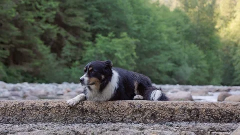 Happy cute Aussie Shepard dog near a beautiful forest river, smiling happy, cute Stock Footage 246610209