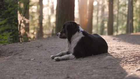 Happy cute Aussie Shepard dog on a beautiful forest trail with sunlight coming Stock Footage 246610475