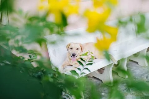 Happy cute brown Labrador Stock Photos