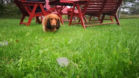 Happy Cute Dog Stock Footage 122997778