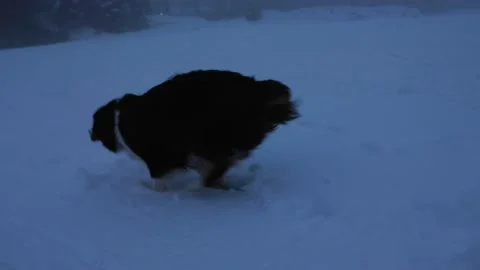 Happy cute fun dog playing in the snow, fetch, ball, Aussie Shepard, slow motion Stock Footage 170992906