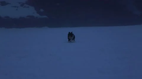 Happy cute fun dog playing in the snow, fetch, ball, Aussie Shepard, slow motion Stock-Footage 171000853