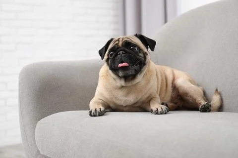 Happy cute pug dog on sofa indoors Stock Photos