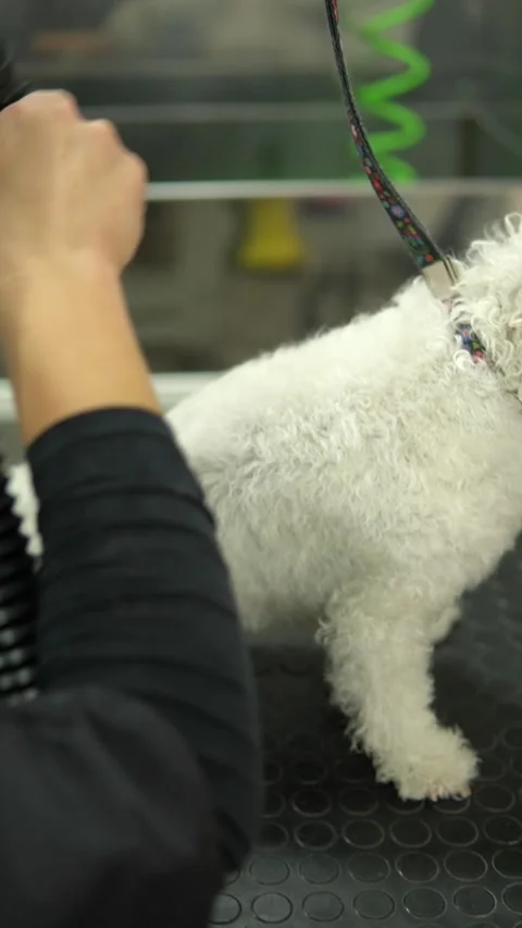 Happy cute white dog getting groomed at salon. Vertical shot Vidéo 328300409