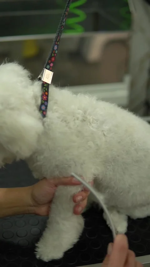 Happy cute white dog getting groomed at salon. Vertical shot 库存影片 328301007