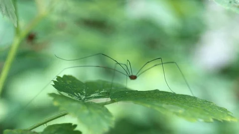 Happy Daddy Long Leg Spider Dances On Leaf Stock Footage