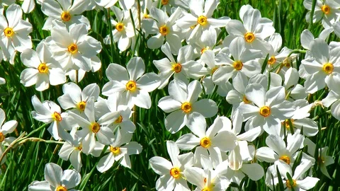 Happy Daffodils Stock Footage 102798966