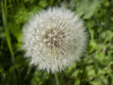 Happy Dandelion Stock Photos