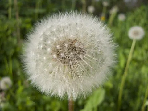 Happy Dandelion Stock Photos