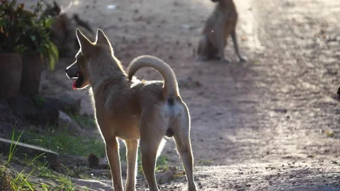 A happy day for stray dogs Stock Footage 151028516