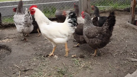 Happy Days on a Chicken Farm Stock Footage 107075247