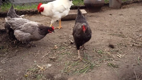 Happy Days on a Chicken Farm Stock Footage 107075252