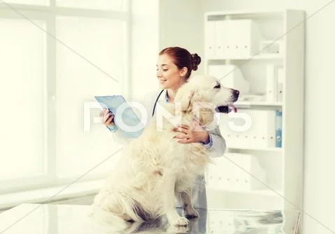 Happy doctor with retriever dog at vet clinic Stock Photos